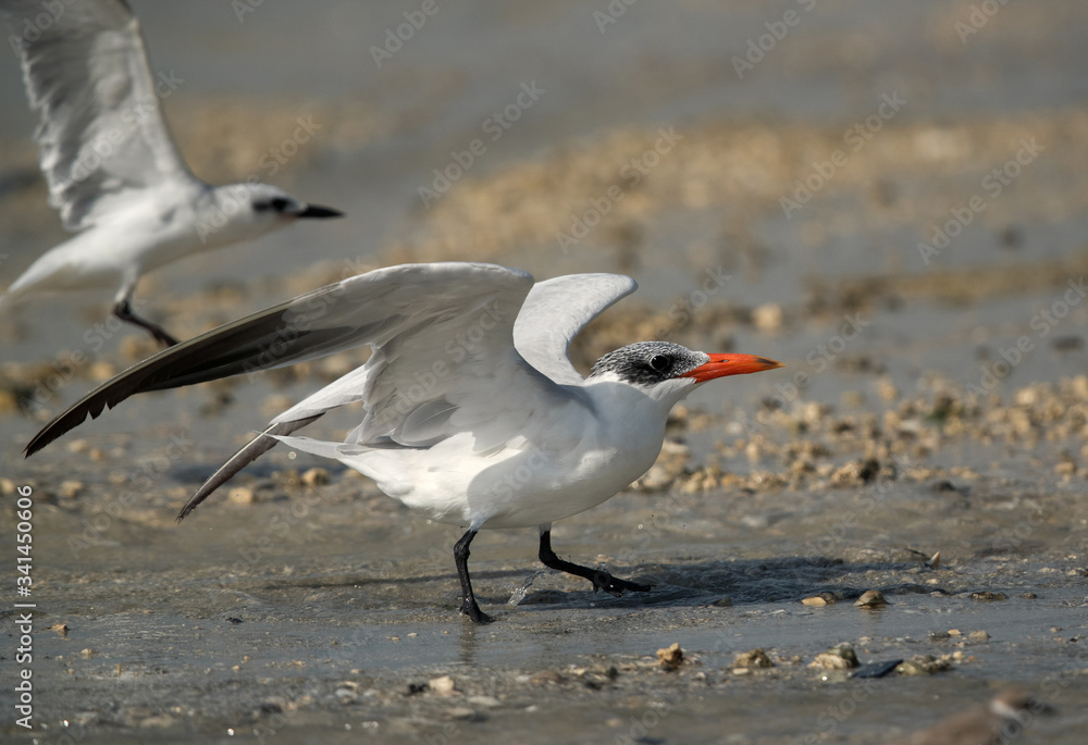 Fototapeta premium Caspian tern ready to fly