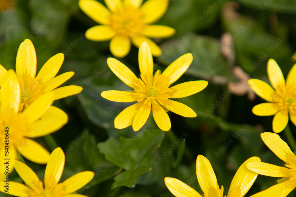 A delicate yellow celandine flower in the morning sunshine A delicate yellow celandine flower in the morning sunshine