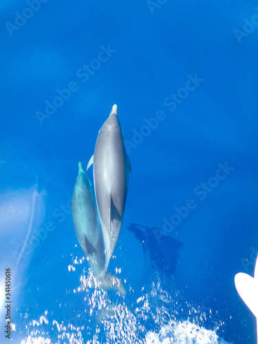 Φωτογραφία Striped dolphins swimming and playing in pristine blue water under a sailboat, Stenella coeruleoalba, in Mallorca, a balearic island, Spain