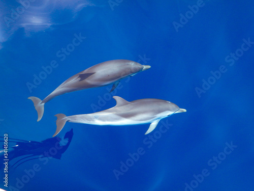 Striped dolphins swimming and playing in pristine blue water under a sailboat, Stenella coeruleoalba, in Mallorca, a balearic island, Spain.  Sunny day and clear water, on a whalewatching tour. photo