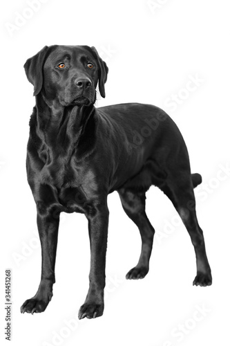 Ein schwarzer isolierter Labrador Retriever. 