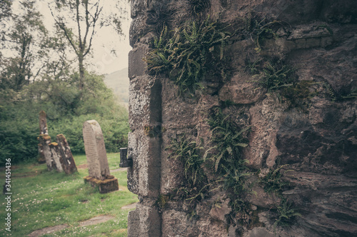 Fototapet Vintage effect of Asplenium trichomanes on the wall of the Balquhidder church