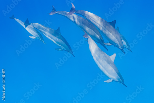 Pod of dolphins diving below surface in clear blue ocean