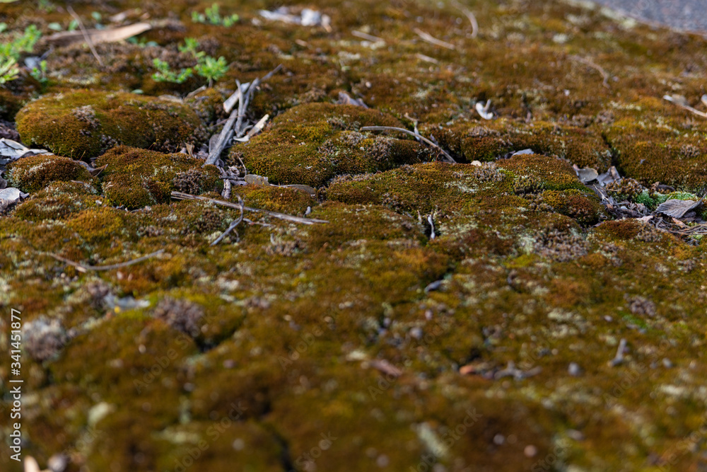 Fototapeta premium moss grew on the asphalt