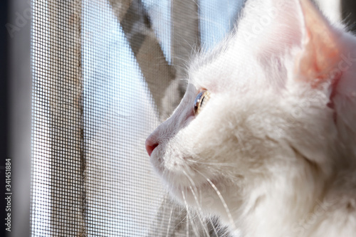 cat looks out the window through the grid