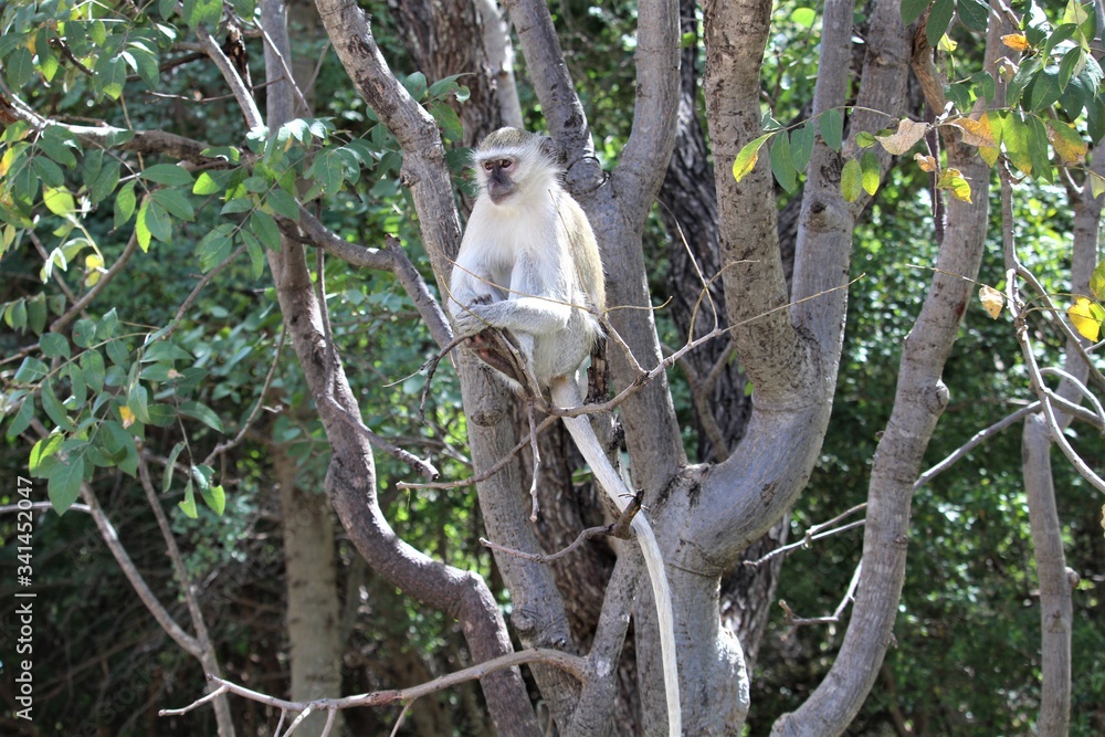 Obraz premium Monkey on the tree