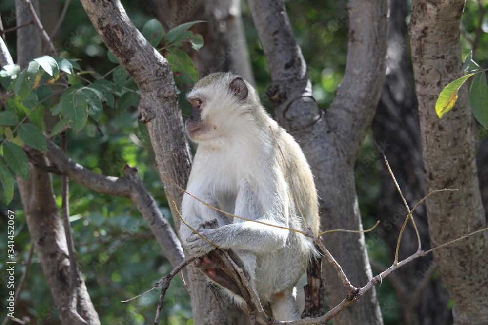Fototapeta premium Monkey in the tree
