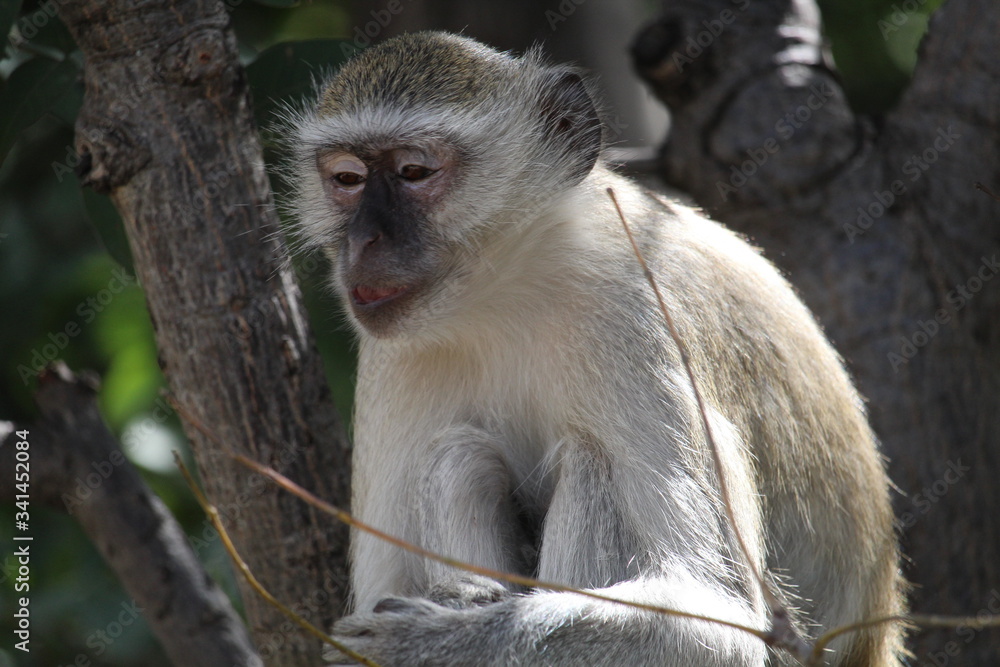 Fototapeta premium Monkey close-up