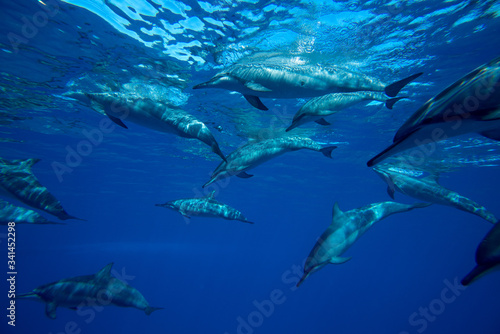 Canvas Print A family of wild dolphins playing in the clear ocean waters