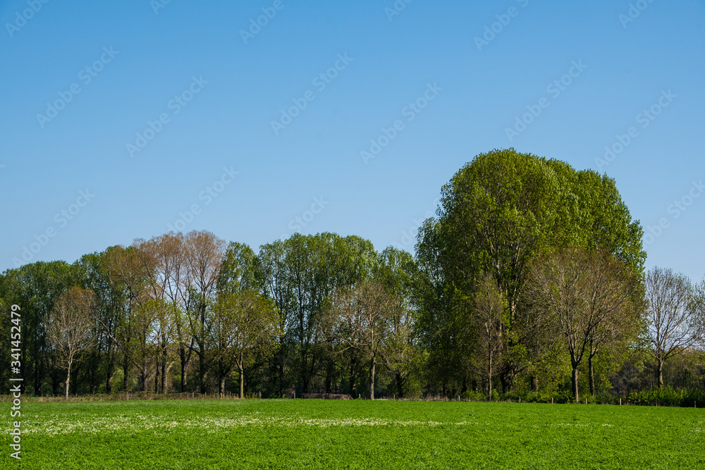 Spring morning in dutch landscape. Agricultural landscape. Pine forest near green field. Sunny morning. Blue sky. Quiet place. Netherlands.