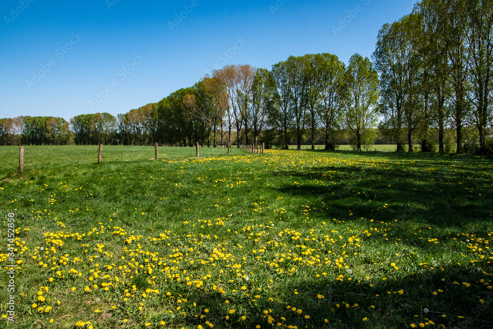 Obraz premium Spring morning in dutch landscape. Agricultural landscape. Pine forest near green field. Sunny morning. Blue sky. Quiet place. Netherlands.