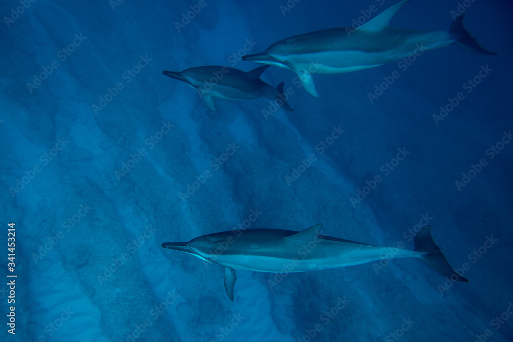 A family of wild dolphins playing in the clear ocean waters. Mauritius, Indian Ocean