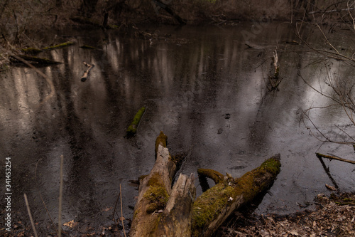 fallen dry trees in the lake in early spring sunset © Tania