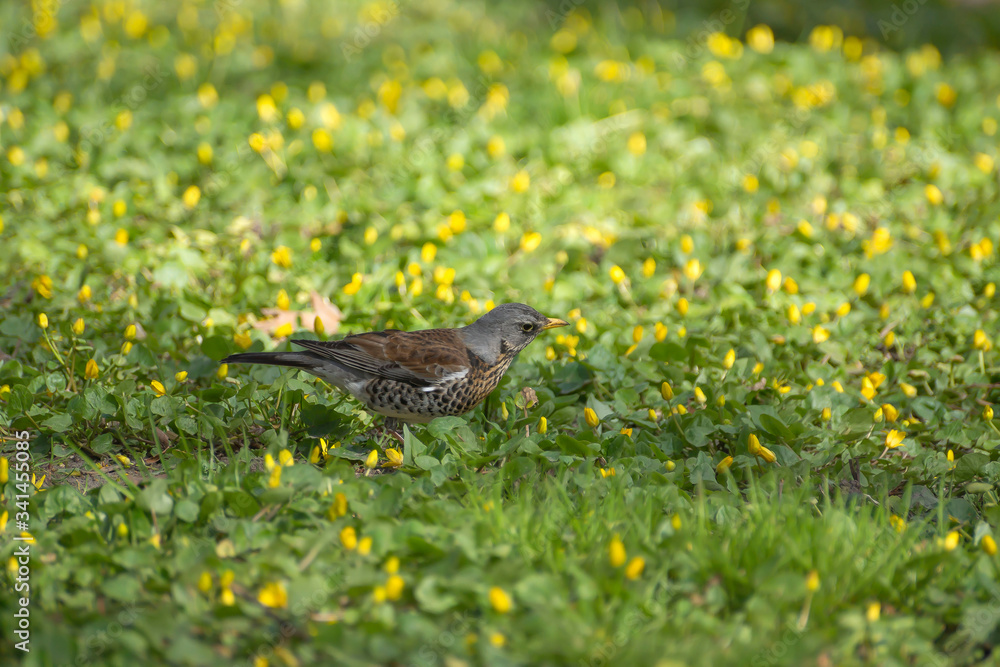 thrush fieldfare in early spring walks on the ground thrush fieldfare in early spring walks on the ground