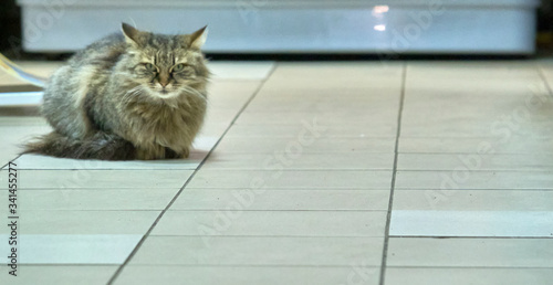 Fotografie Turkish angora tortoise-colored medium plan
