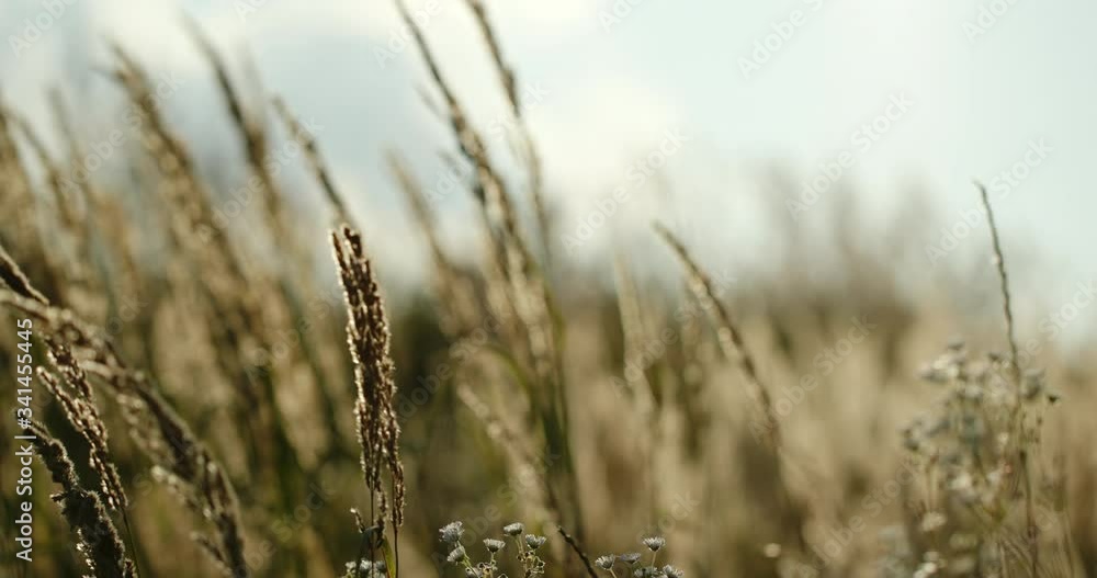 Dry grass waving on wind in field Dry grass waving on wind in field