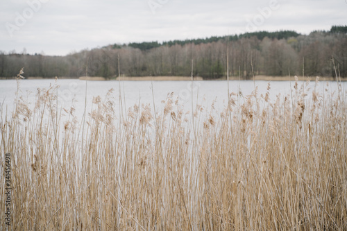 View of the lake in spring