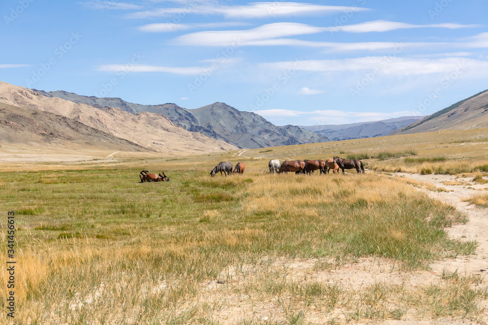 Herd of horses on mountains meadows of mongolian Altai.