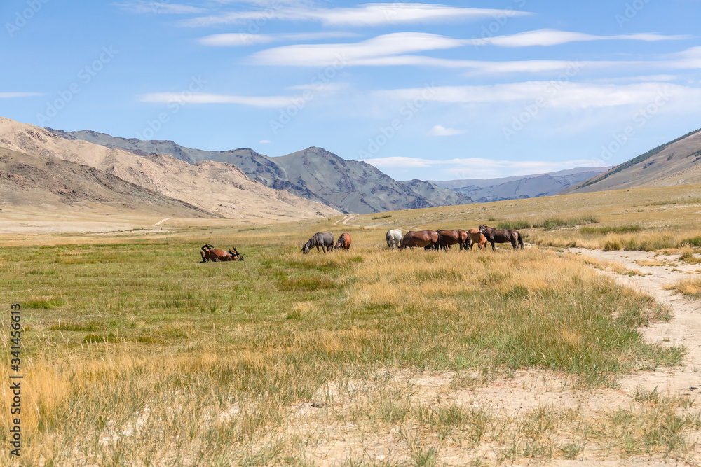 Herd of horses on mountains meadows of mongolian Altai. Herd of horses on mountains meadows of mongolian Altai.