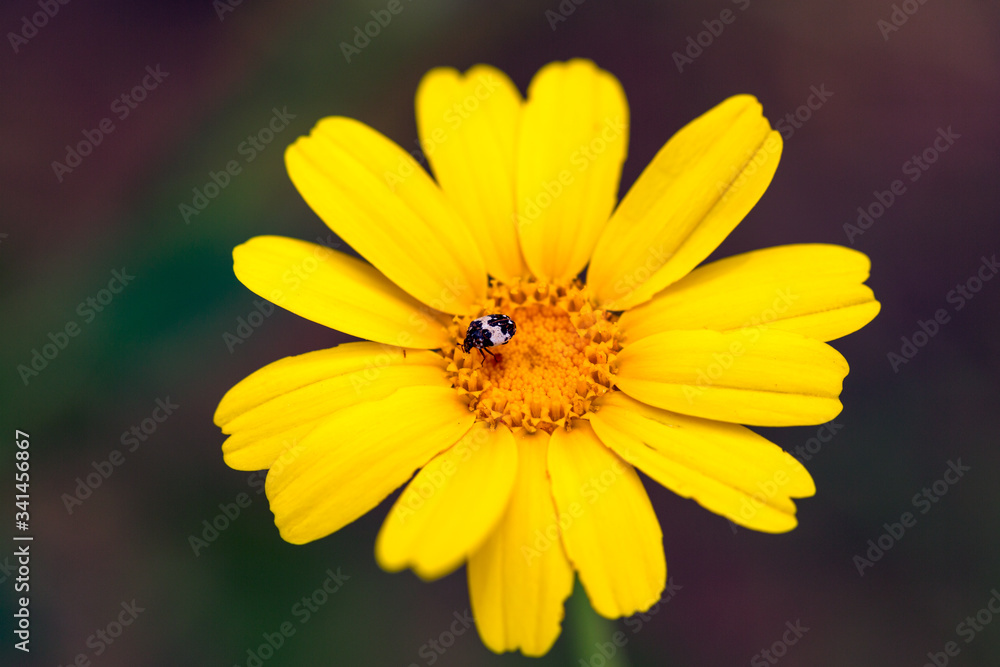 Fototapeta premium yellow flower with dew drops. yellow chrysanthemum flowers. yellow flower in the garden. Yellow Daisy Macro. joyful, Sunny, happy background of many yellow daisies close-up 