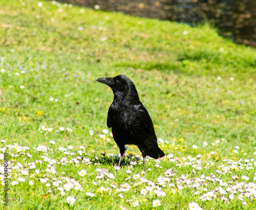 Fotografie carrion crow