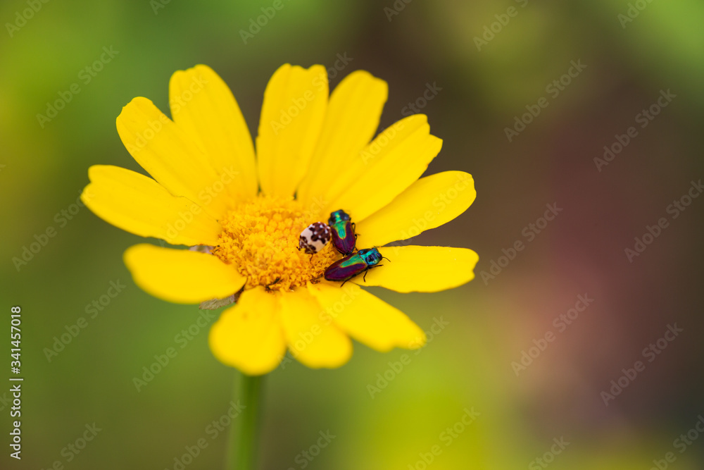 bee on yellow flower. yellow chrysanthemum flowers. yellow flower in the garden. Yellow Daisy Macro. joyful, Sunny, happy background of many yellow daisies close-up bee on yellow flower. yellow chrysanthemum flowers. yellow flower in the garden. Yellow Daisy Macro. joyful, Sunny, happy background of many yellow daisies close-up