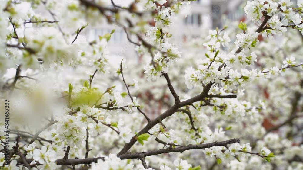 Flowering branches with soft focus on the background of gentle blossoming . Natural floral image of spring nature. Flowering branches with soft focus on the background of gentle blossoming . Natural floral image of spring nature.