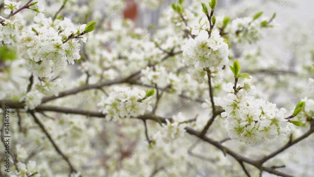 Close up of tree blossom in april. Sign of Spring coming. Flowering Plum. Close up of tree blossom in april. Sign of Spring coming. Flowering Plum.