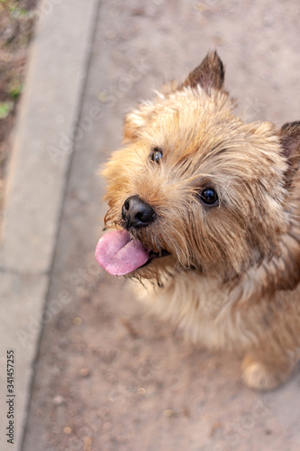 Funny Norwich Terrier sits on the ground with his tongue hanging out
