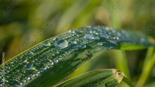 krople wody na trawie