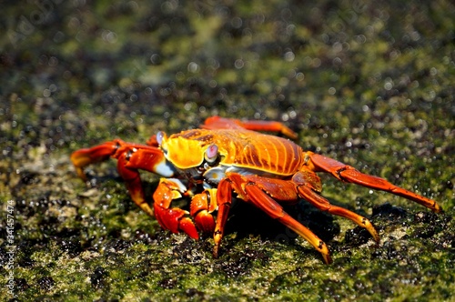 Crab in Galapagos