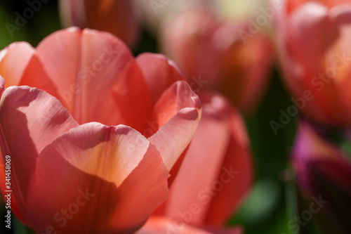 Photos Blühende Tulpen im Frühling