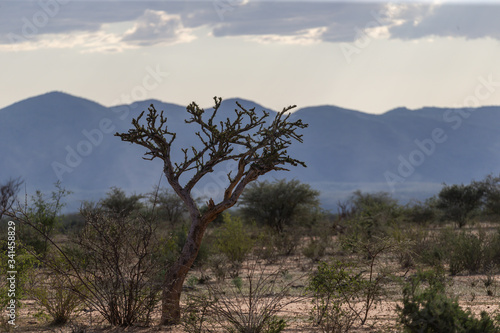 Paysage de savane bush désert avec montagne en Afrique