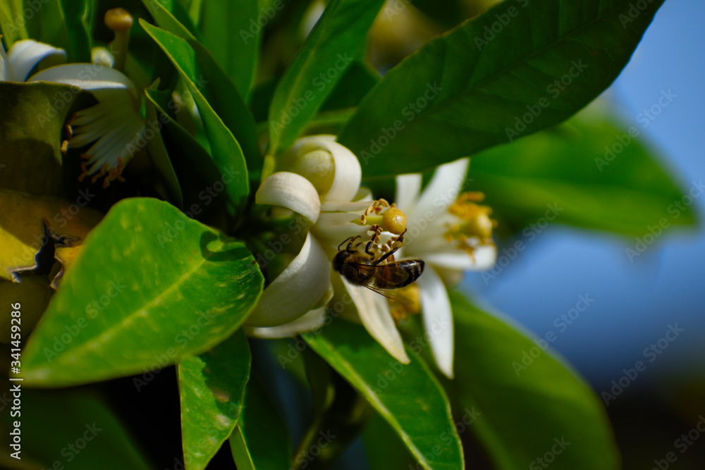 Fototapeta premium spring flowers and bee