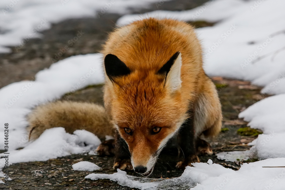 Wild red fox in winter forest. Wild red fox in winter forest.
