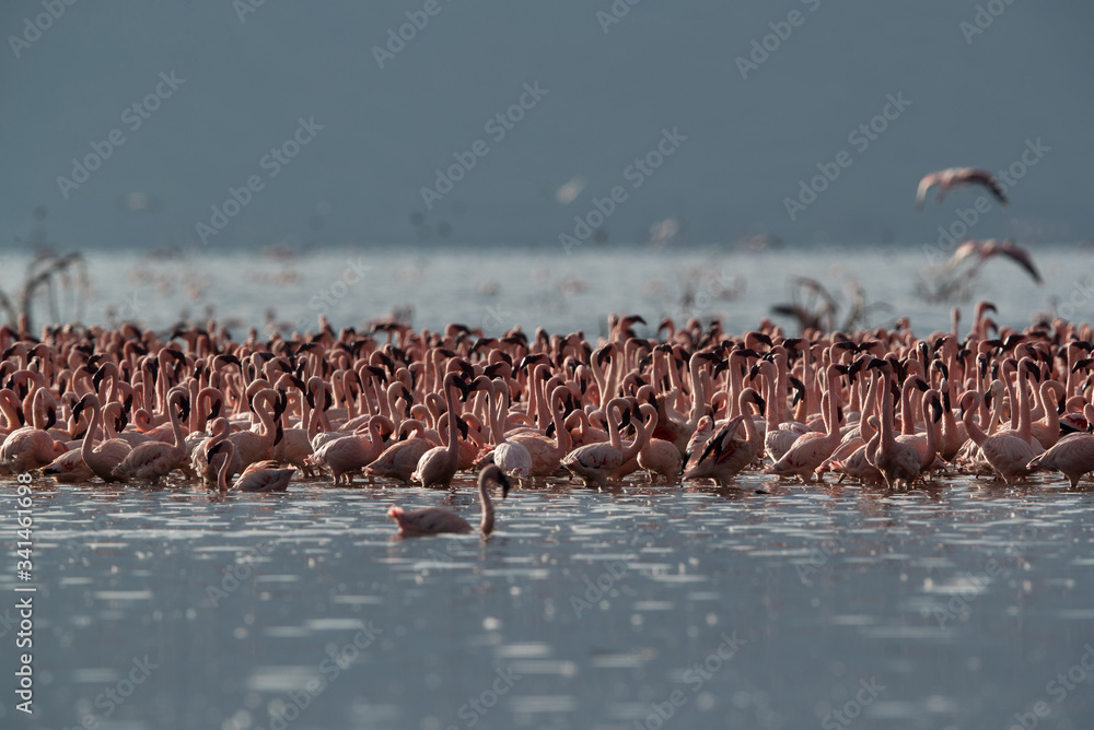 Fototapeta premium Lesser Flamingos at Lake Bogoria, Kenya
