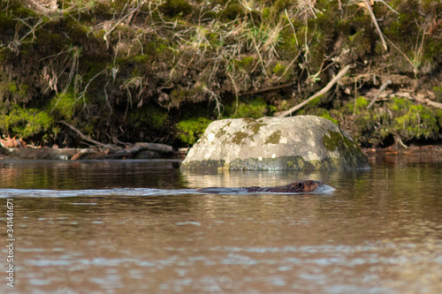 Beaver swimming up river
