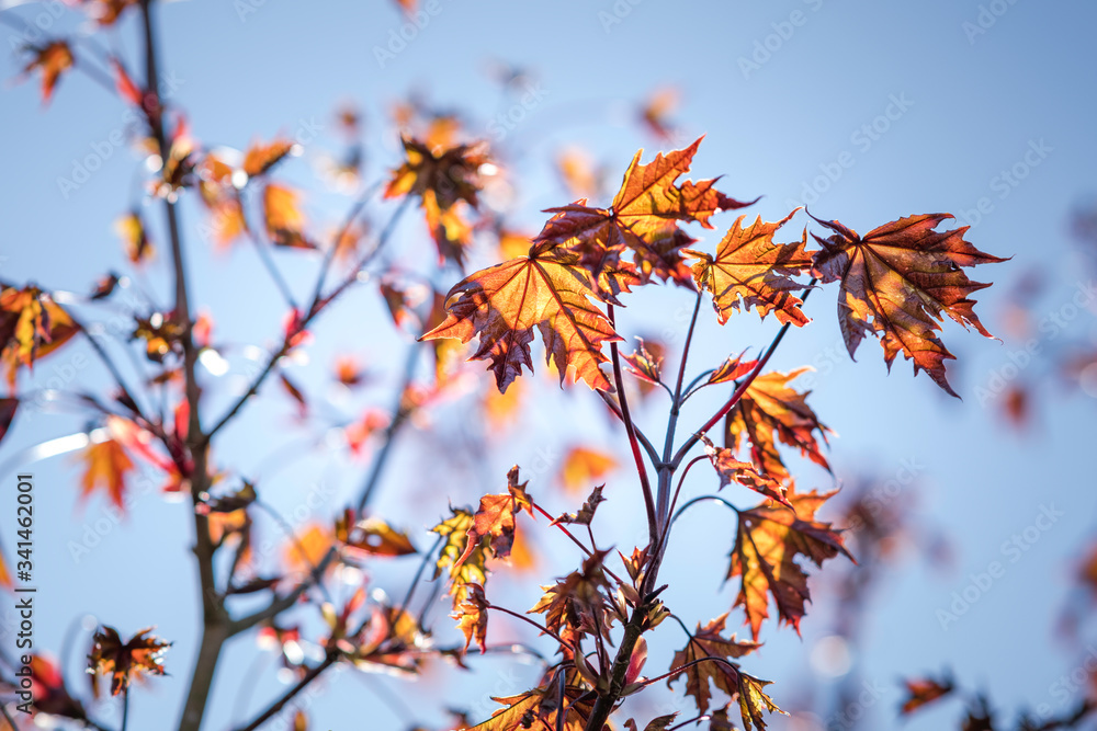 Japanese red maple leaves on a spring afternoon sunlight. Japanese red maple leaves on a spring afternoon sunlight.