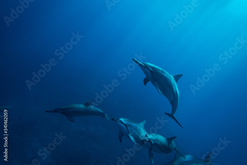 A family of wild dolphins playing in the clear ocean waters. Mauritius  Indian Ocean