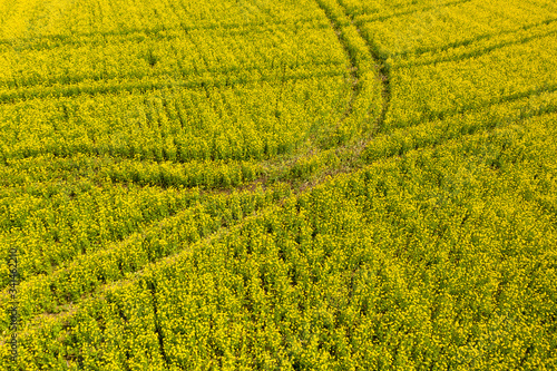 Rapsfeld in Bayern im Frühling