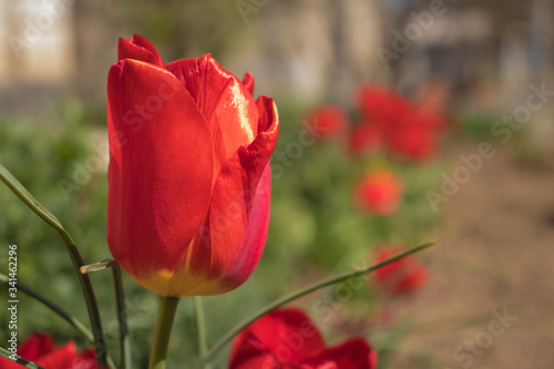 Red tulip on a blurred  green background.