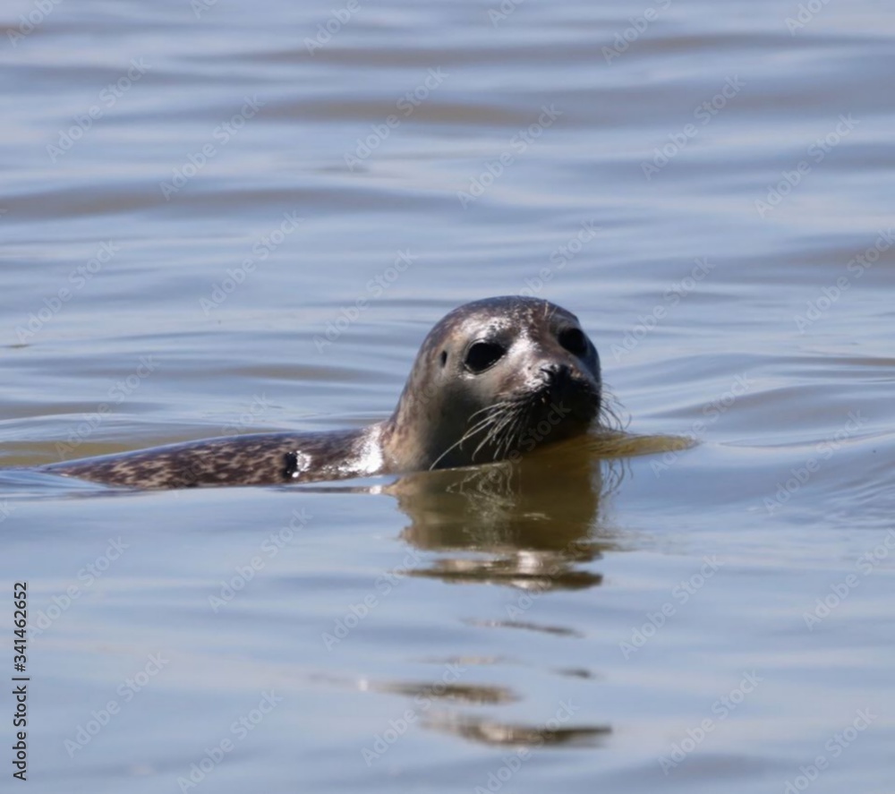 Fototapeta premium un phoque dans la mer du nord