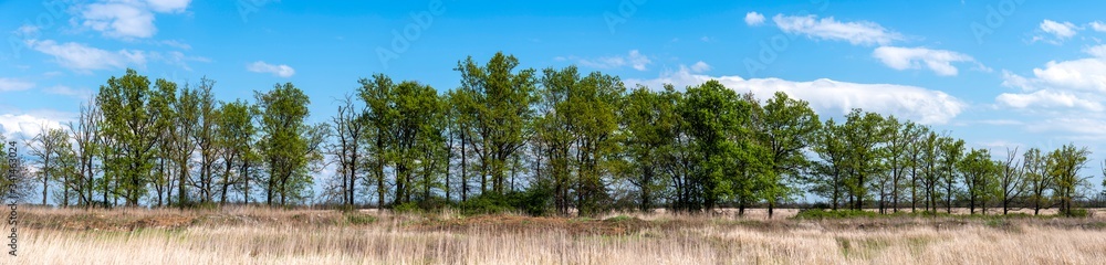 Panoramas with trees high resolution Panoramas with trees high resolution