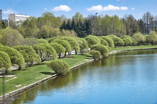 Curly spring willows on a city pond