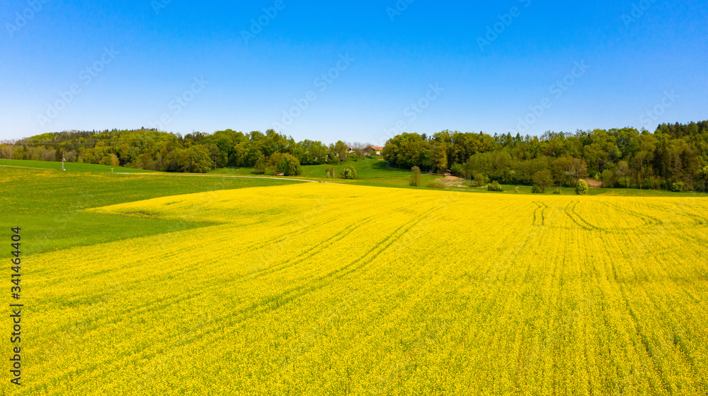 Fototapeta premium Rapsfeld in Bayern im Frühling