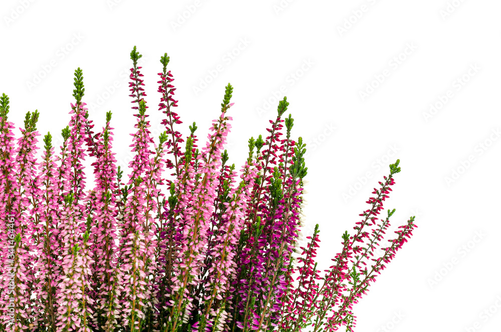 Obraz premium Blooming pink heather bush in pot. Photo