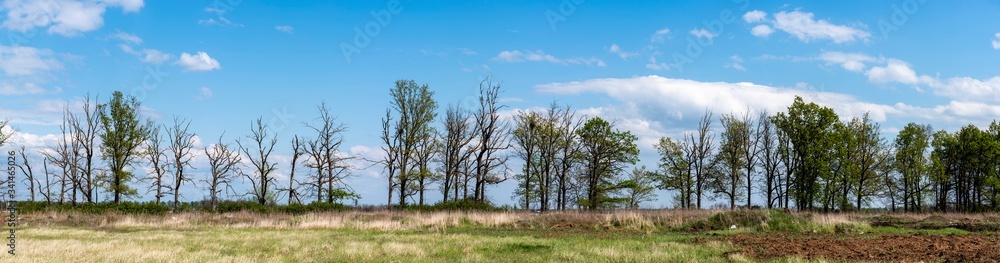 Panoramas with trees high resolution Panoramas with trees high resolution