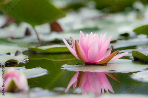 pink water lily with a visitor on the leaf mirroring in water
