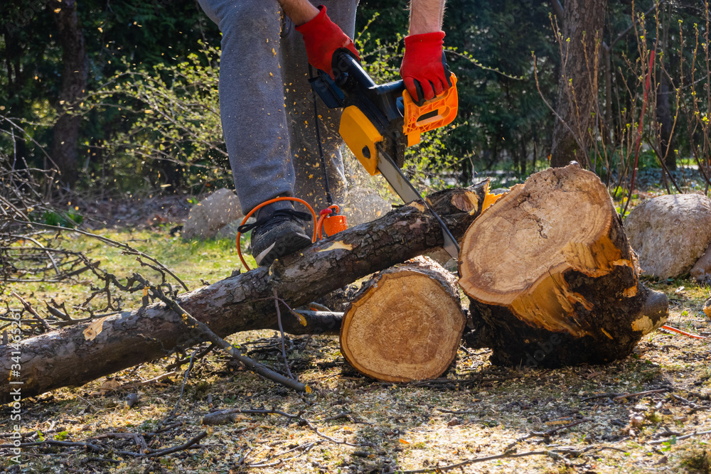 Men sawing apple tree with a chainsaw in his backyard. Worker pruning tree trunk in the garden Men sawing apple tree with a chainsaw in his backyard. Worker pruning tree trunk in the garden