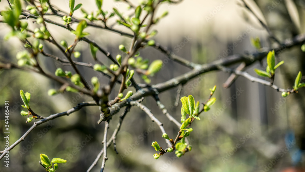 Blütenknospen eines Apfelbaums
